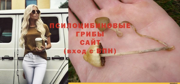 прущие грибы Каменск-Шахтинский